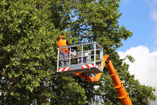 How Our Tree Care Process Works  in  The Meadows, FL